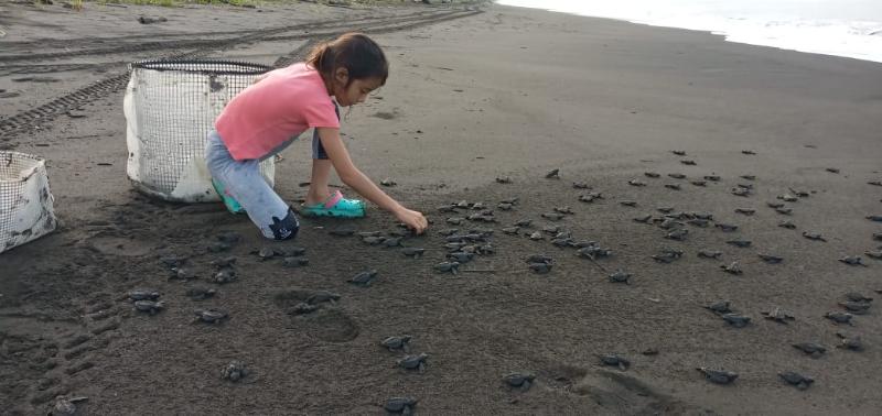 Liberan más de 400 neonatos de tortugas marinas en Mariato