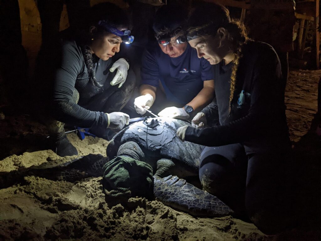 Culmina monitoreo de tortugas en Archipiélago de Las Perlas