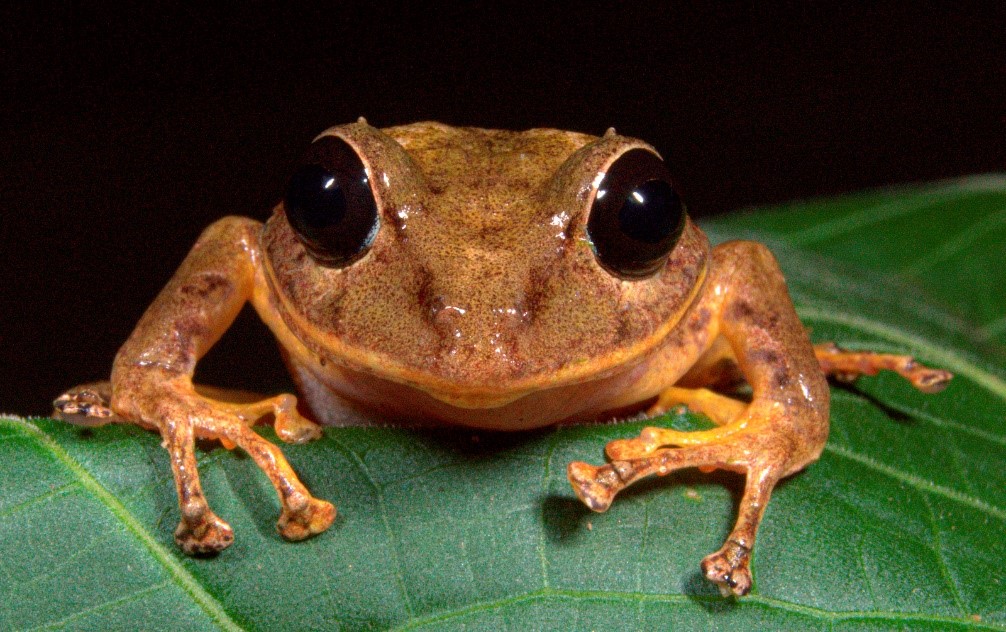 Nueva especie de rana en Panamá, nombrada Greta Thunberg