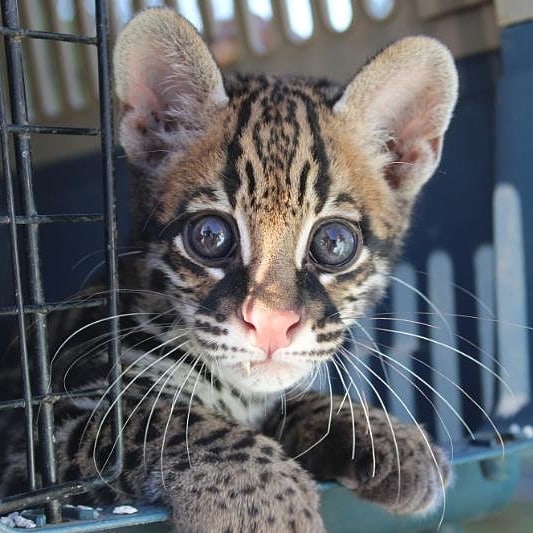  MiAmbiente aclara conflictos con felinos en Panamá