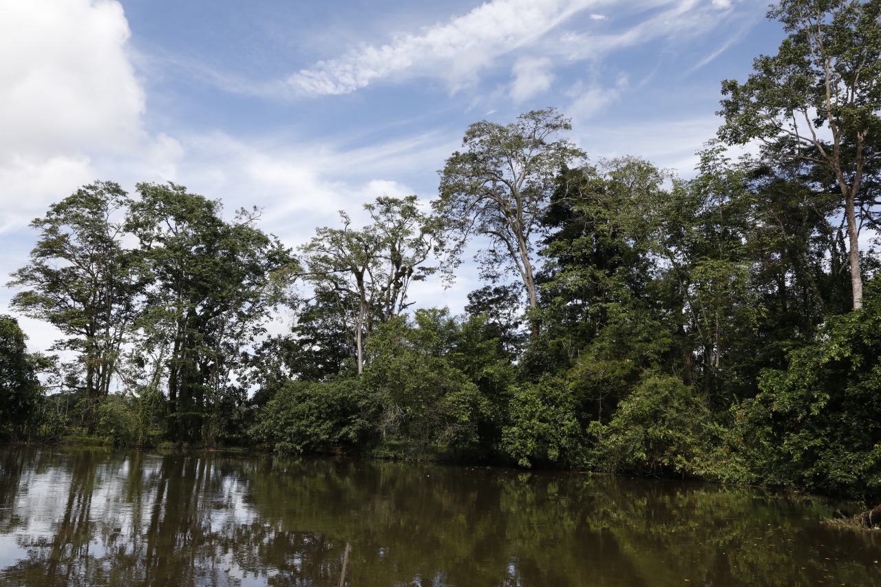  Panamá será sede de Congreso Regional de Bosques