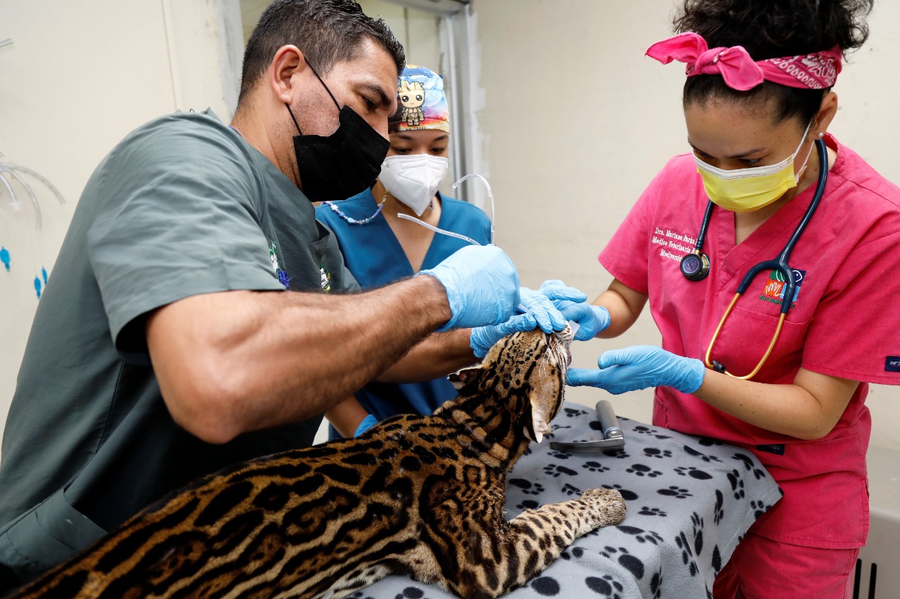  Ocelote se recupera satisfactoriamente tras cirugía