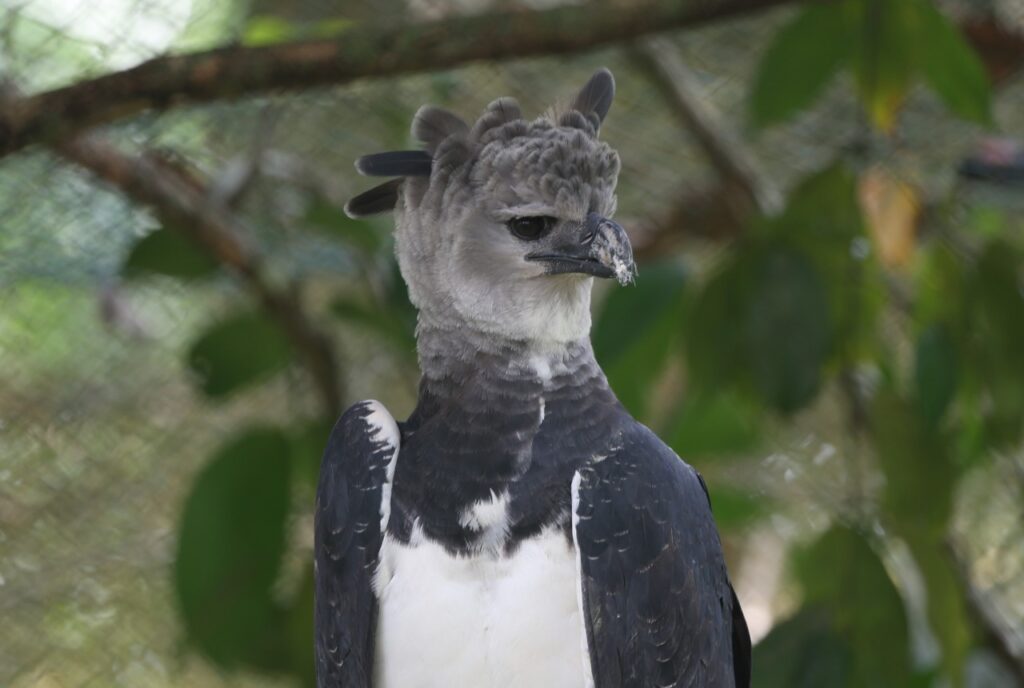 Panamá celebra a su ave nacional, el Águila Harpía