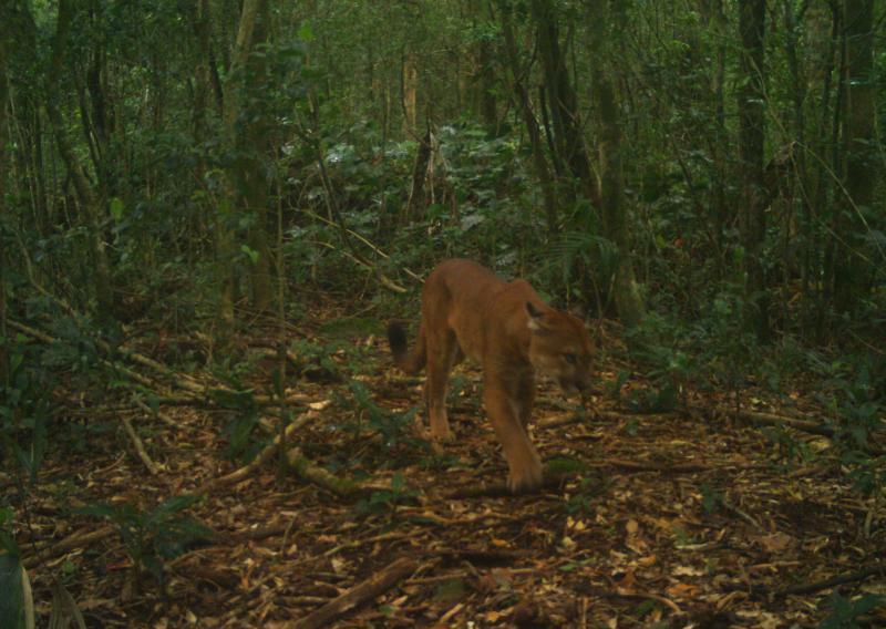 Se busca evitar conflictos entre humanos y fauna silvestre