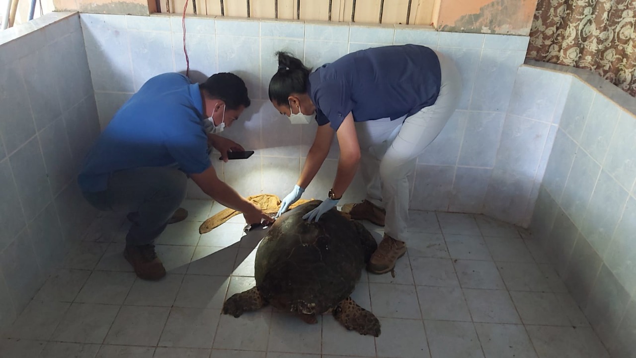  Tortuga marina atacada por perros se recupera