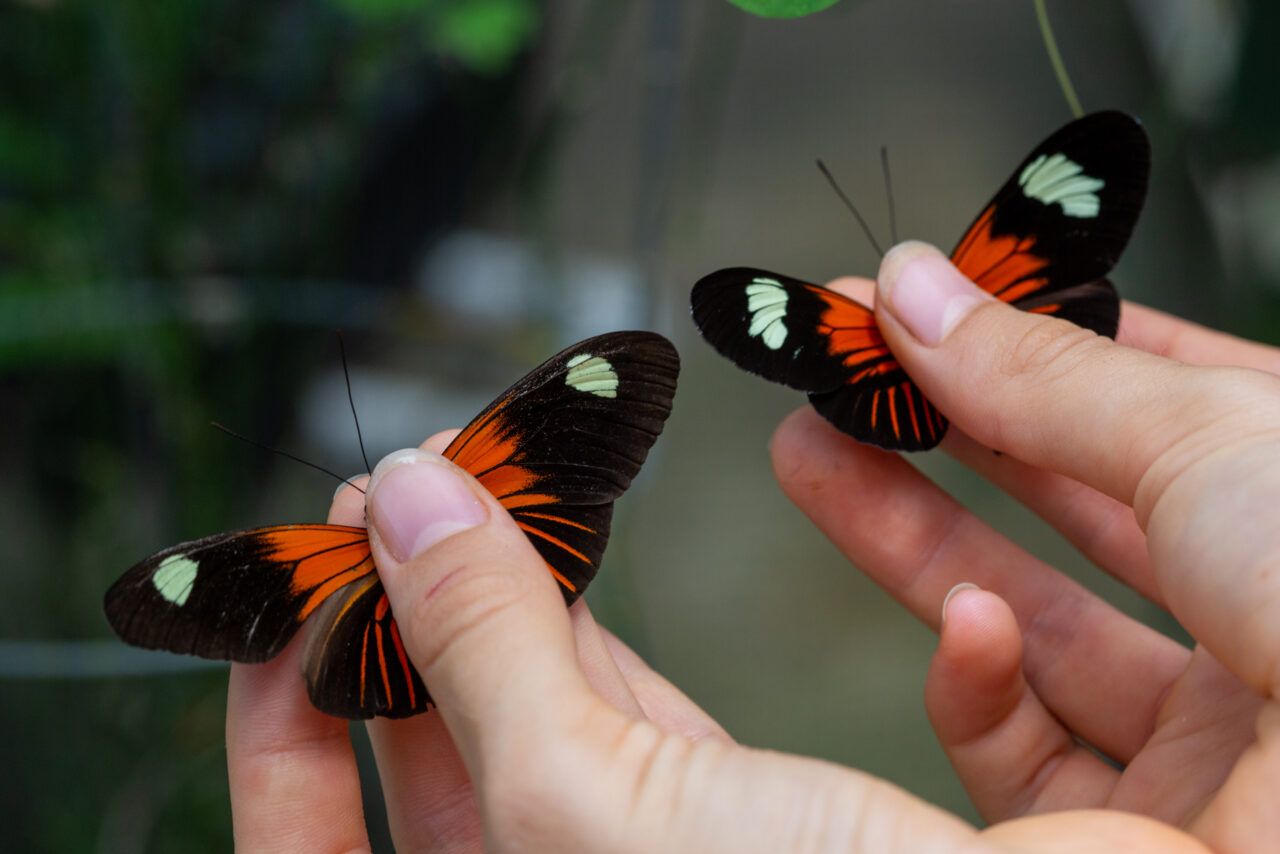  Edición genética para comprender mimetismo en mariposas