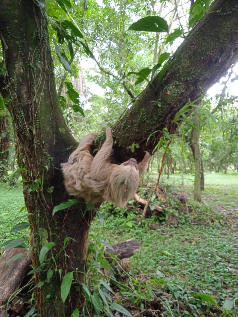 Rescatan perezoso de dos dedos en Bugaba