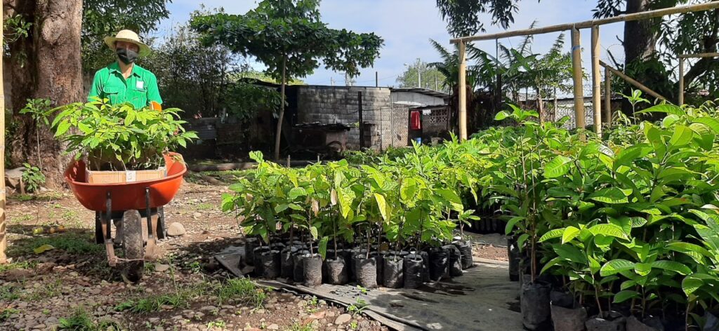 Guayacán, la especie forestal más buscada en Chiriquí