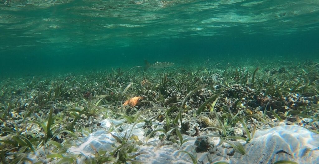 ¿Cómo ayudan los sumideros de carbono azul al clima?