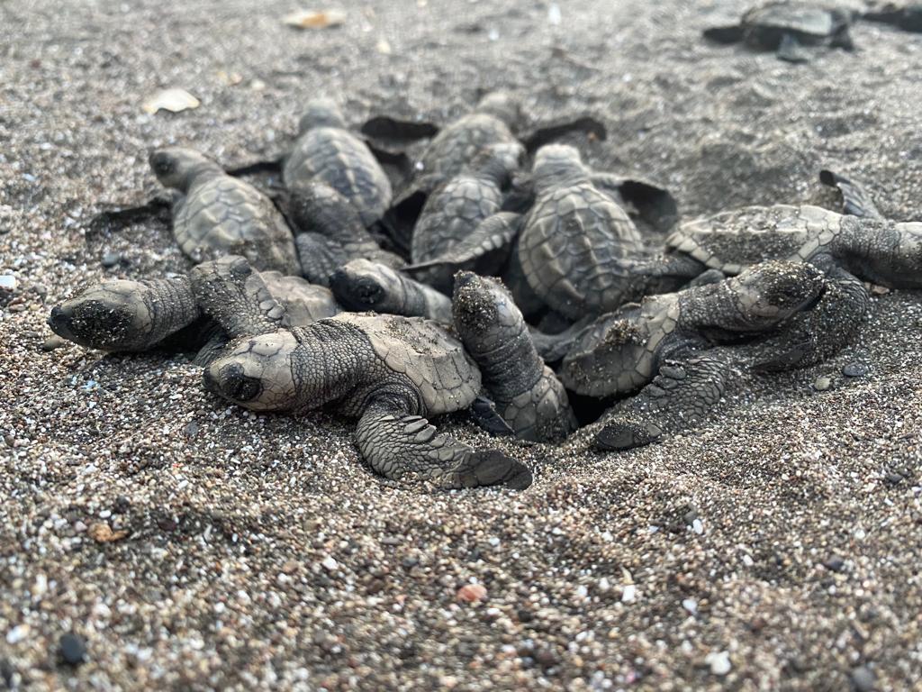 Playa Marinera: albergue de millones de tortugas marinas