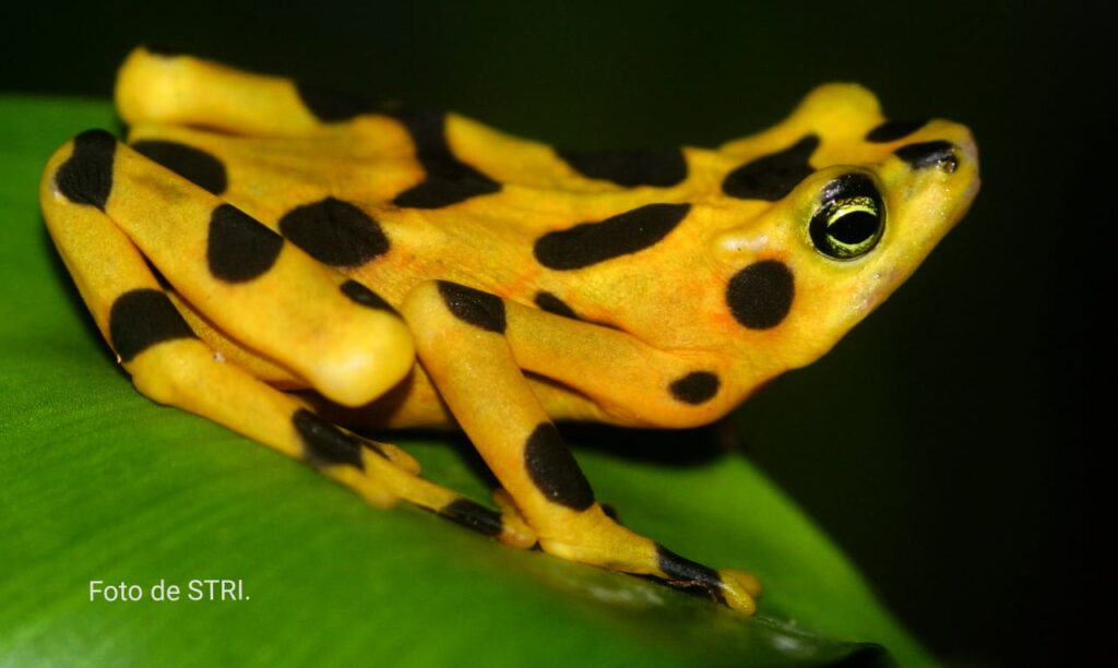 Este 14 de agosto se celebra a nivel nacional el Día de la Rana Dorada, una fecha propicia para recordar la importancia de este animal dentro del sistema natural