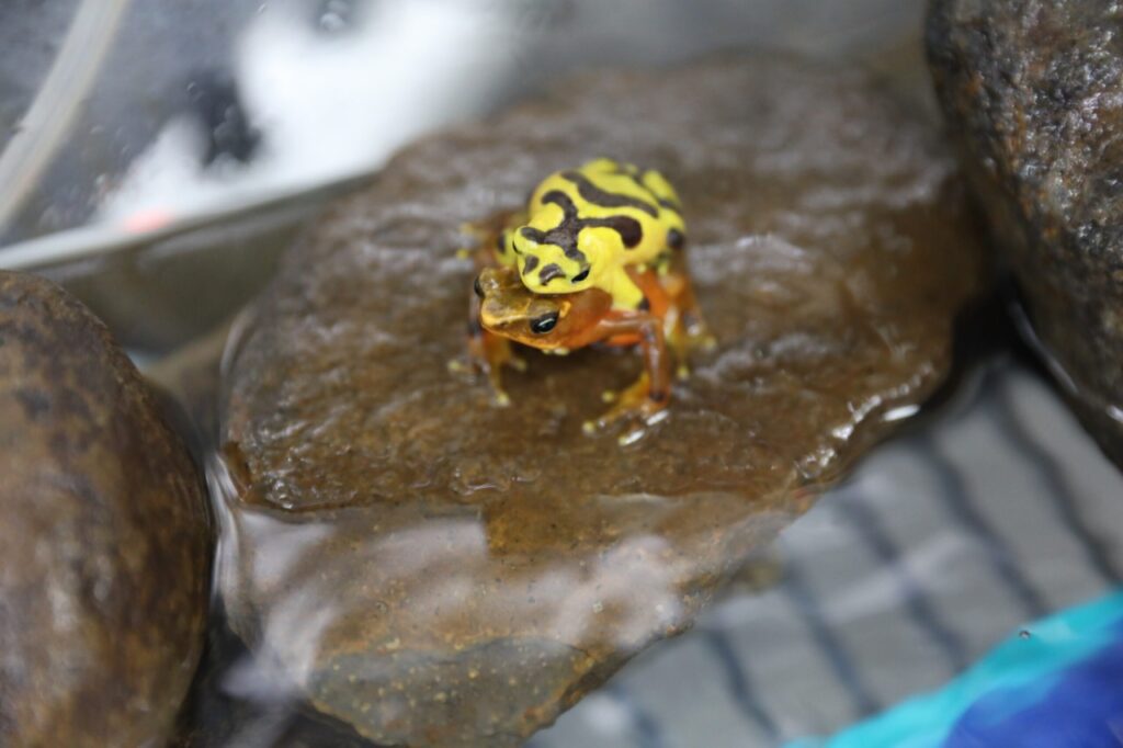 Este 14 de agosto se celebra a nivel nacional el Día de la Rana Dorada, una fecha propicia para recordar la importancia de este animal dentro del sistema natural