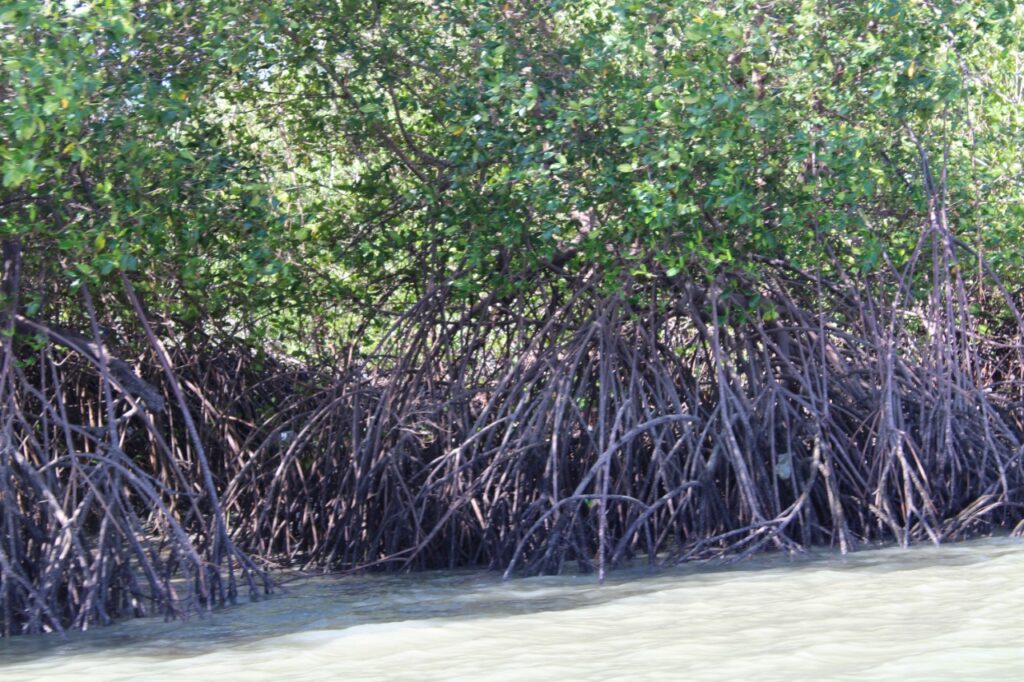 Proyecto restaurará 250 hectáreas de manglar en Bahía de Chame