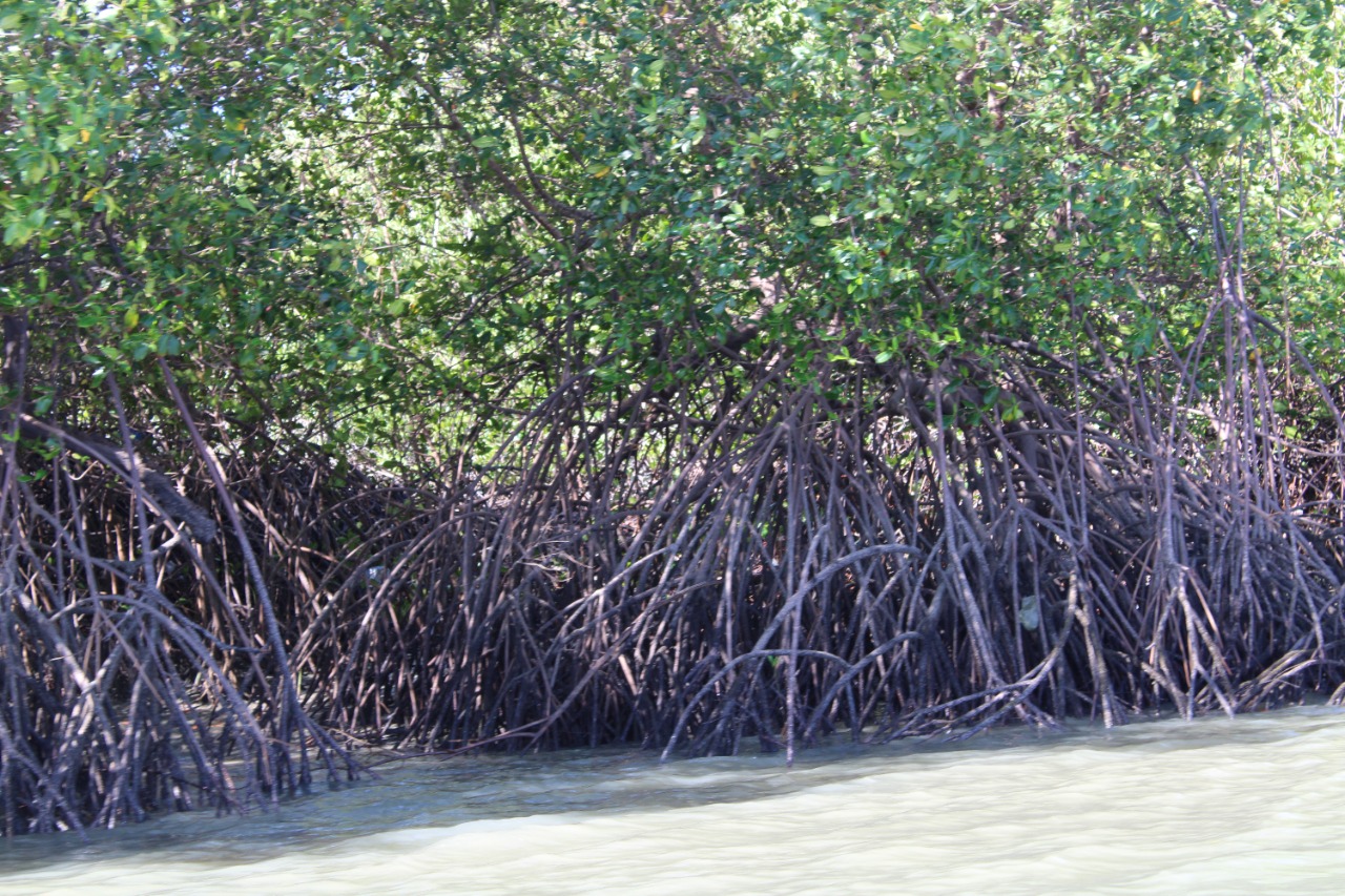  Proyecto restaurará 250 hectáreas de manglar en Bahía de Chame