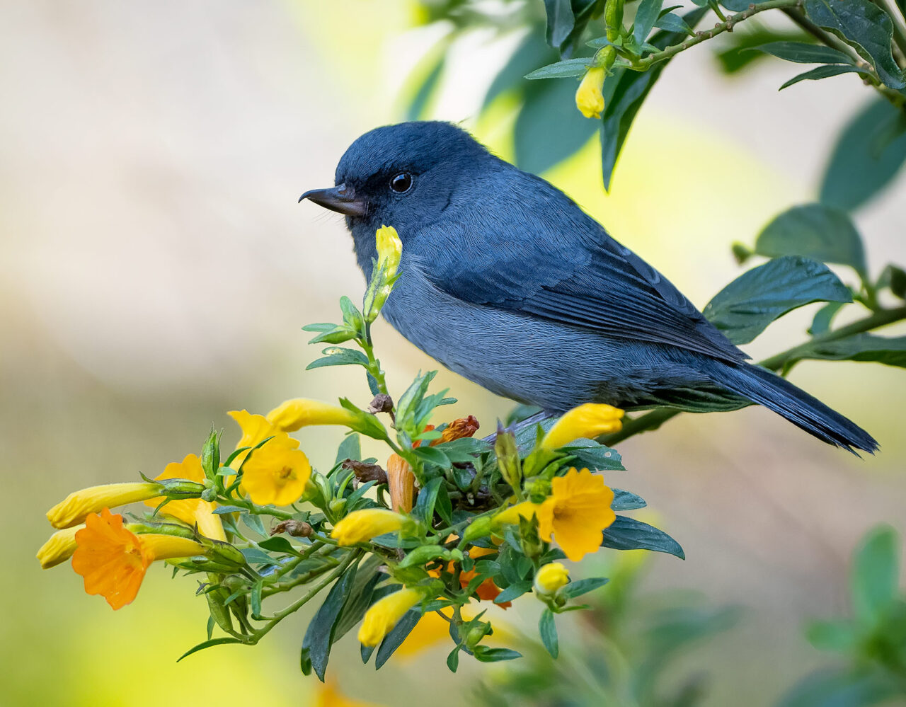  Fundación Alada presenta Panama Bird Festival 