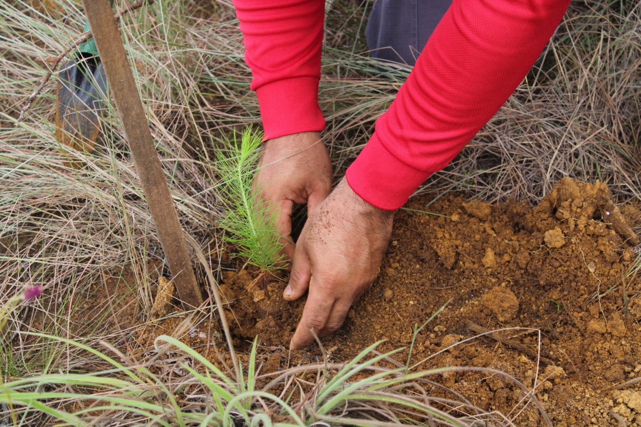  Veraguas cierra temporada con más de 400 hectáreas reforestadas