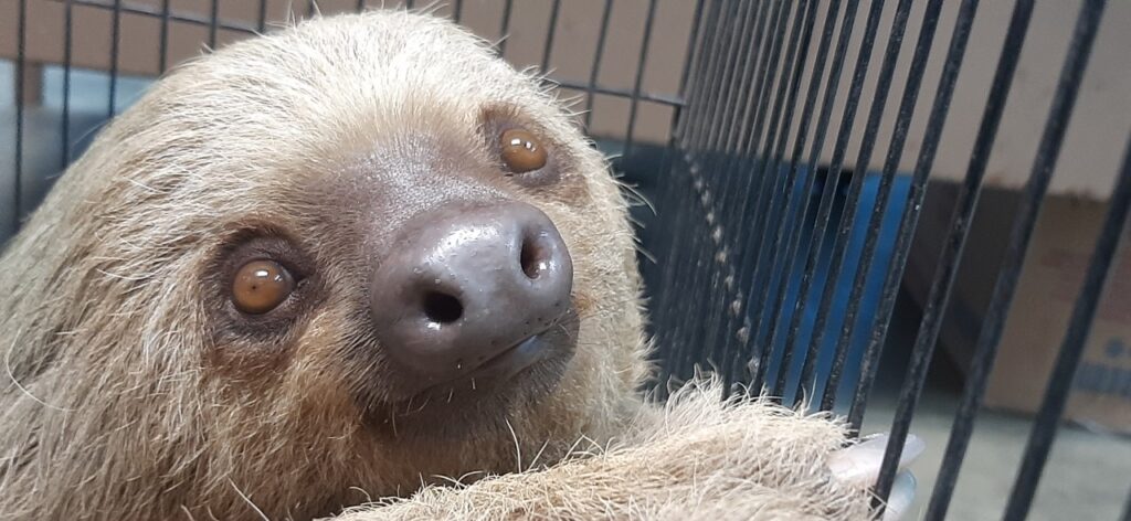  Panamá, hogar de tres especies de perezosos