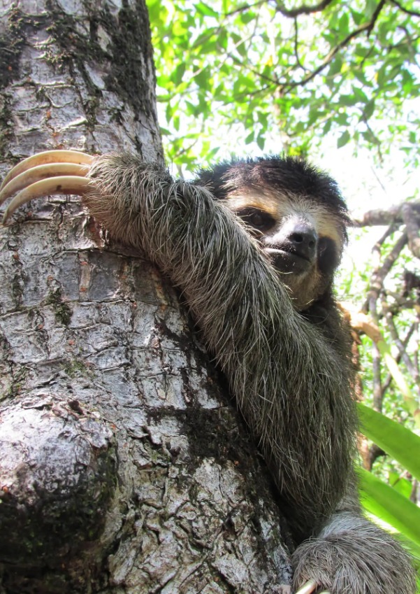 Panamá, hogar de tres especies de perezosos