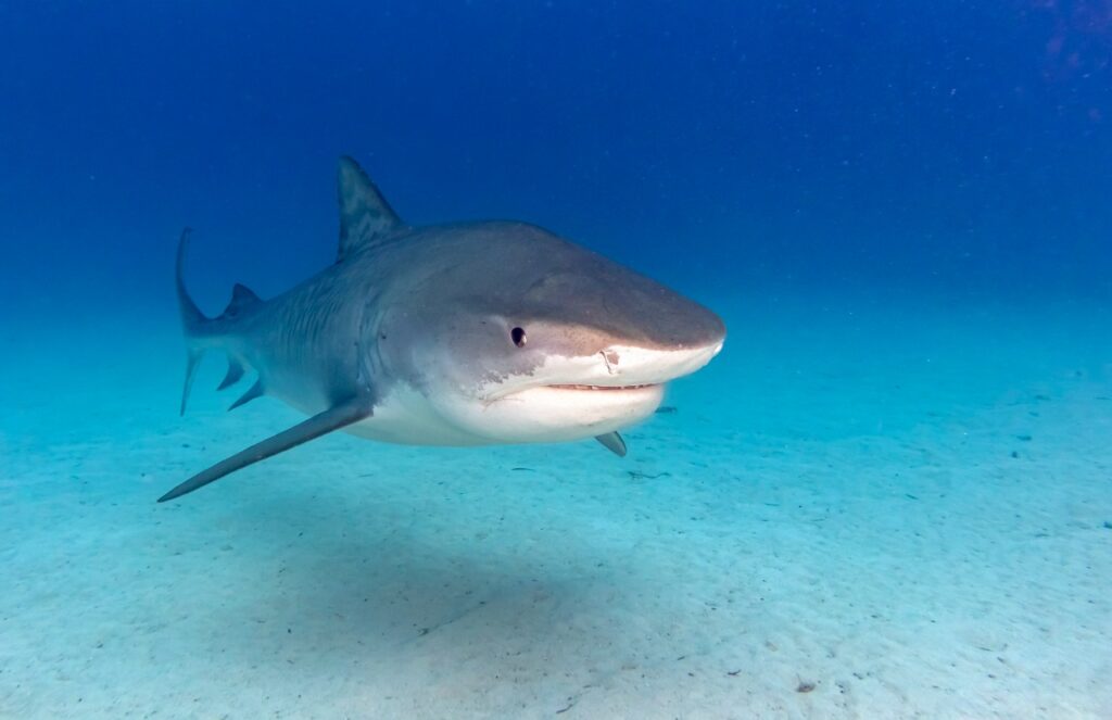 Panamá,19 especies de tiburones en peligro de extinción