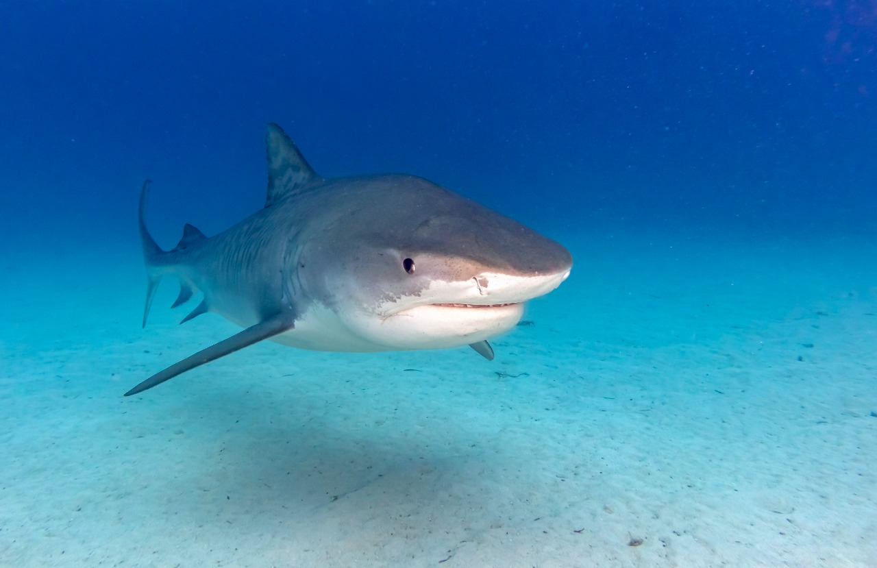  Panamá,19 especies de tiburones en peligro de extinción