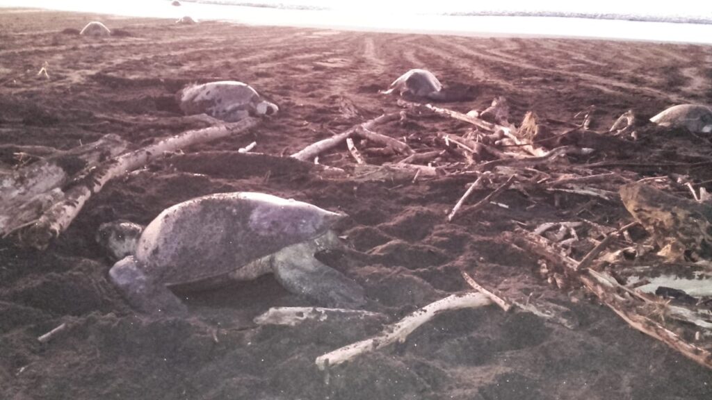Más 4, 000 tortugas marinas desovan Isla Cañas