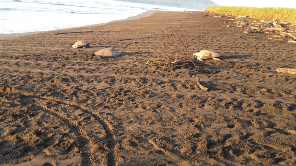 Más 4, 000 tortugas marinas desovan Isla Cañas