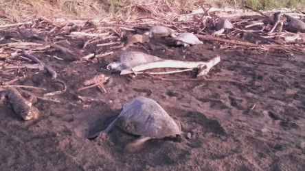 Más 4, 000 tortugas marinas desovan Isla Cañas