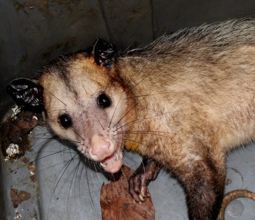 En un año se han rescatado 31 zarigüeyas en Chiriquí