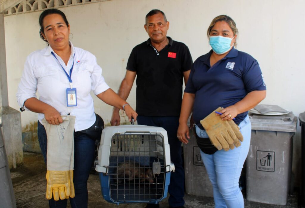 En un año se han rescatado 31 zarigüeyas en Chiriquí