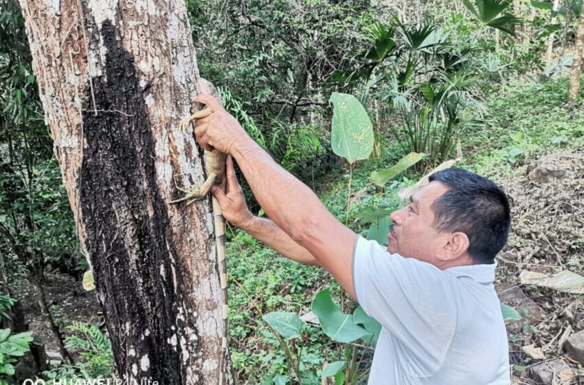  Rescatan a ejemplares de fauna silvestre