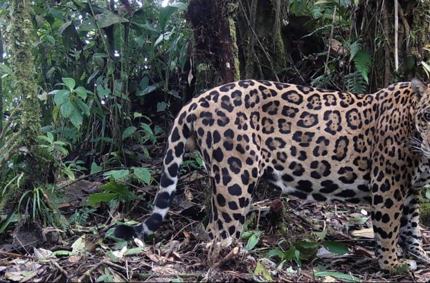  Avances en el monitoreo de los jaguares en Panamá