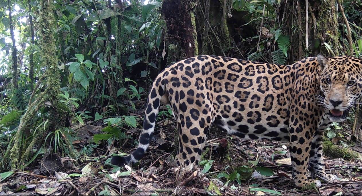 Avances en el monitoreo de los jaguares en Panamá