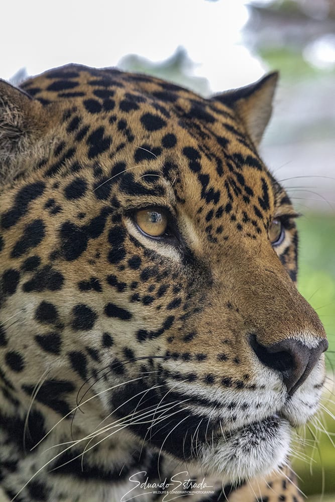 Avances en el monitoreo de los jaguares en Panamá