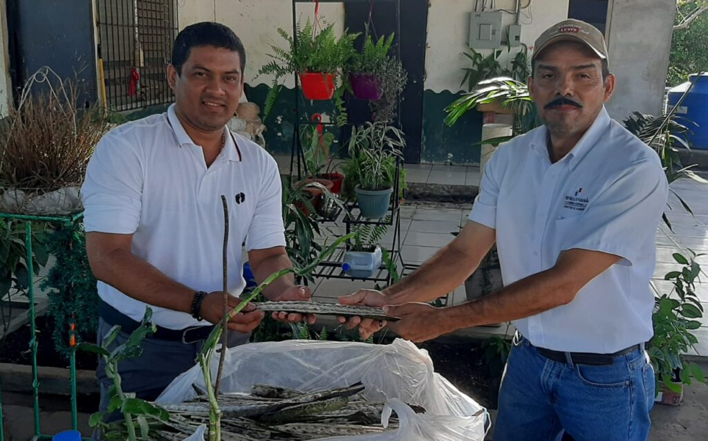 Recolectan semillas de guayacán