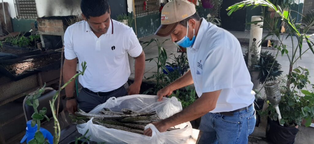 Recolectan semillas de guayacán