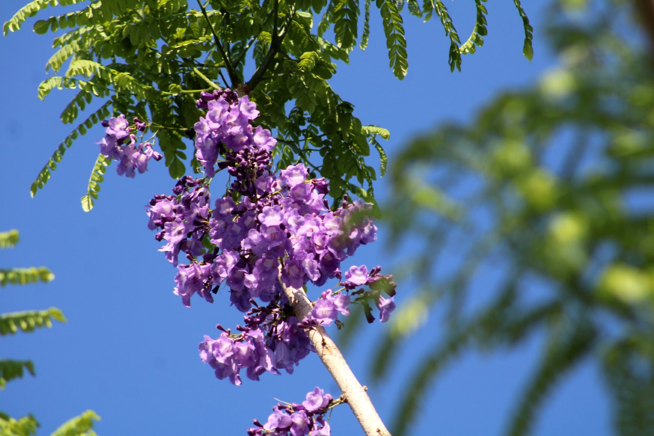 Jacaranda, un árbol de espectacular floración