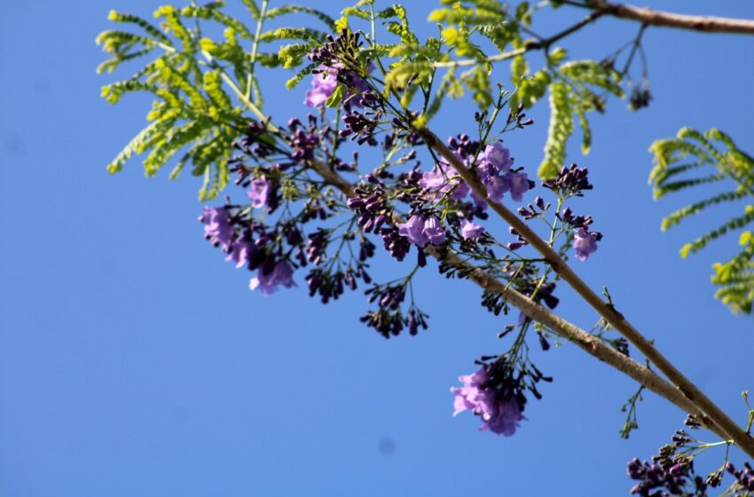  Jacaranda, un árbol de espectacular floración