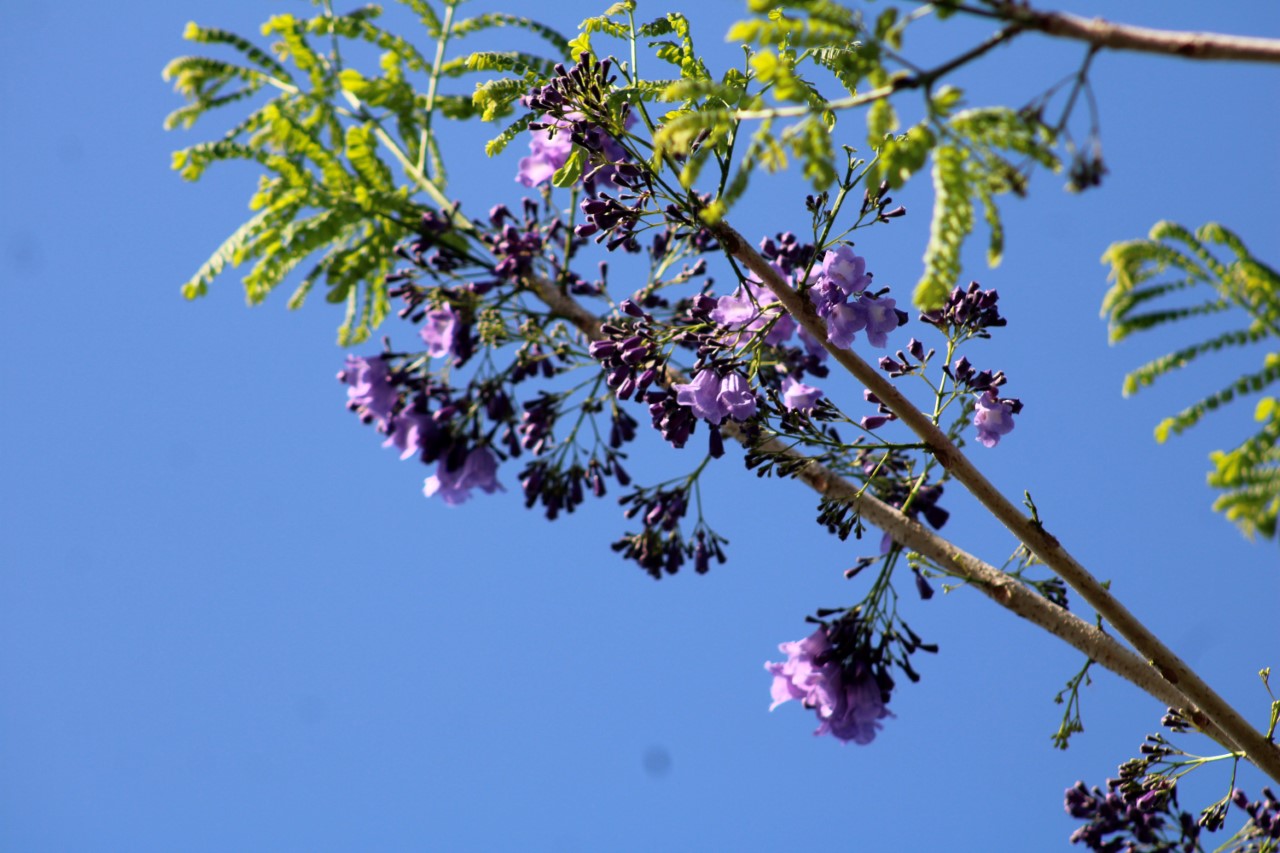 Jacaranda, un árbol de espectacular floración