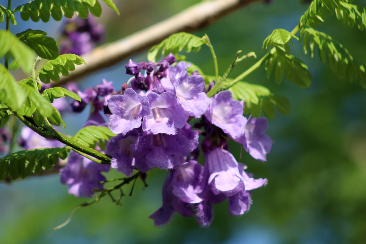 Jacaranda, un árbol de espectacular floración