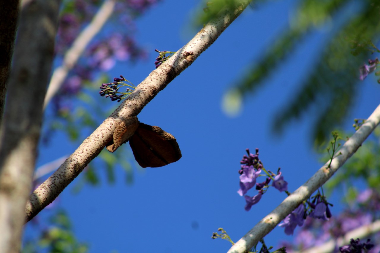 Jacaranda, un árbol de espectacular floración