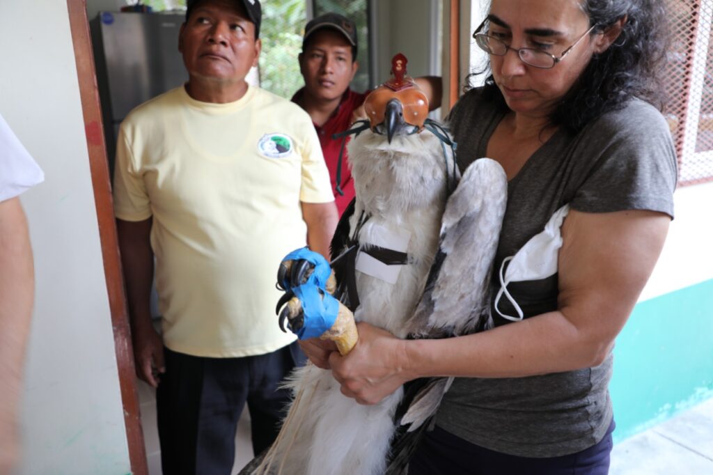 Exitosa la reubicación de Águila Harpía