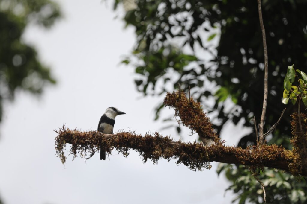 Exitosa la reubicación de Águila Harpía