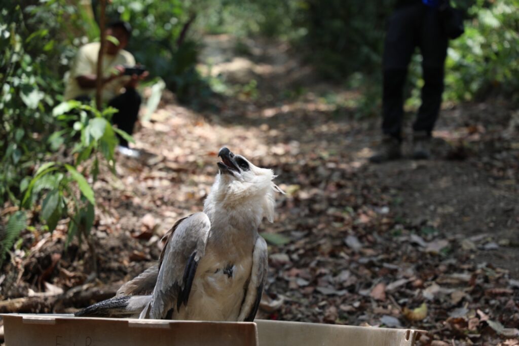 Exitosa la reubicación de Águila Harpía