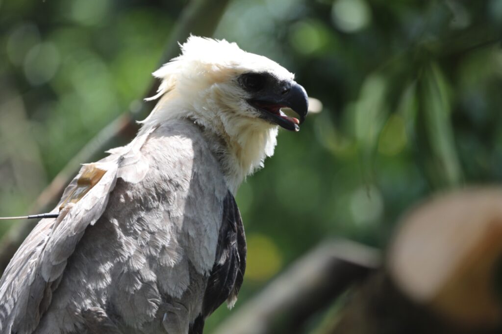 Exitosa la reubicación de Águila Harpía