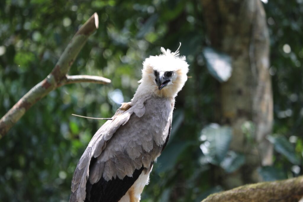 Exitosa la reubicación de Águila Harpía