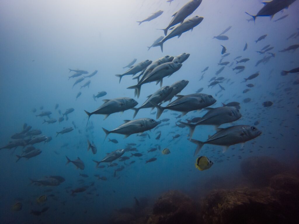 Panamá: un ejemplo mundial en conservación de océanos