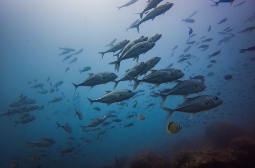  Panamá: un ejemplo mundial en conservación de océanos