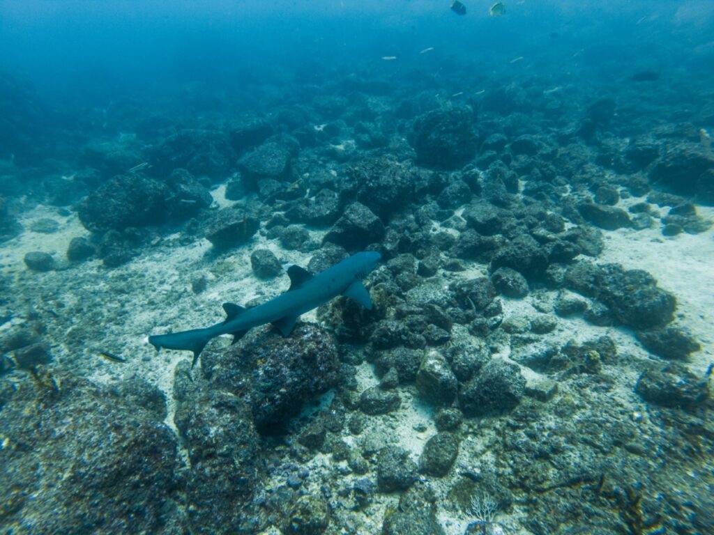 Panamá: un ejemplo mundial en conservación de océanos