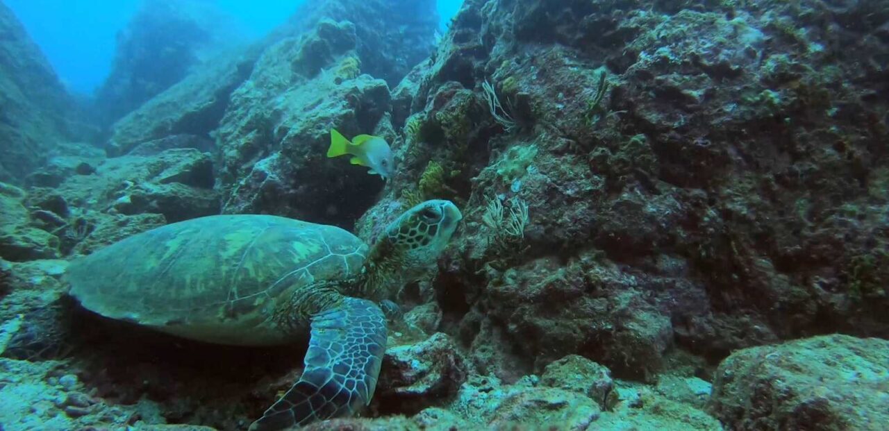 Tortugas marinas: animal de gran historia