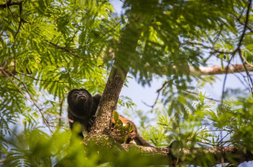  Rescates de fauna silvestres en el primer semestre del 2023